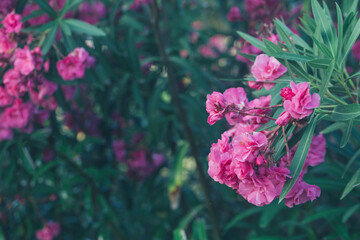 Close up view pink oleander or Nerium flowers blossoming on tree. Beautiful colorful floral...