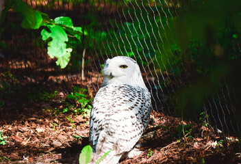 Polar owl in the sun among the greenery of the Park