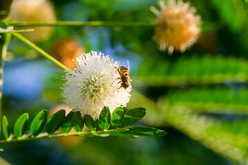 Close up of White Powder Puff Flower or Calliandra Haematocephala with a fly on it