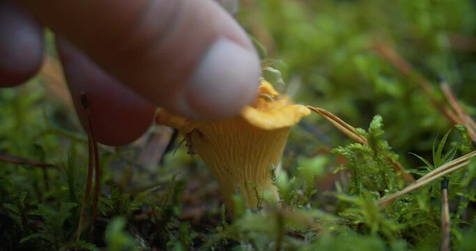 A Man hands cut off a crop of delicious young chanterelle mushrooms with a knife on a slope in a summer dense forest. Concept of food and healthy products from the natural environment
