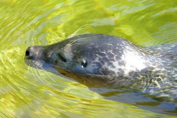 Kopf eines schwimmenden Seehund im Wasser