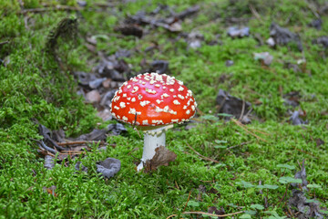 Amanita Muscaria in the Autumn Forest. Natural Background.