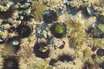 Erizos en aguas cristalinas en baja mar