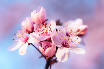 spring flowers on blossoming branch