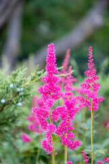 bright pink flowers surrounded by shrubs 