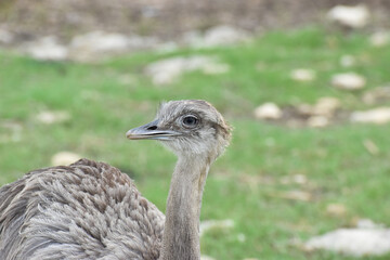 Rhea