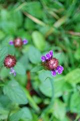 Close up wild flower with rest violet petals in forest on a rainy day