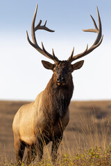 Bull Elk Portrait