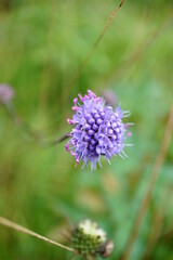 Macro photo of scabiosa (view from side) with natural green background