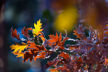 Oak leaves in autumn, Parque Natural 'Laguna Negra y Circos Glaciares de Urbión', Soria province, Castilla y Leon, Spain, Europe