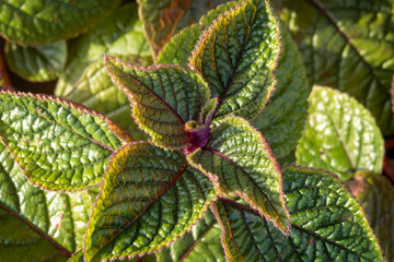 Green leaves with red veins. Top of decorative plant.