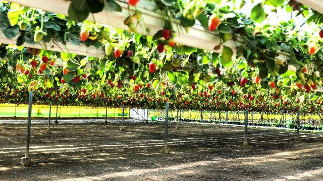 Strawberry plants in a modern greenhouse with raised beds on shelves under a transparent plastic and net roof, selected focus