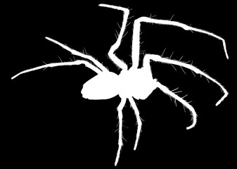orb-weaver black spider silhouette on black