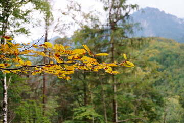 Focused branch with yellow coloured leaves with mountain forest background at autumn begin (macro)