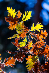 Oak leaves in autumn, Parque Natural 'Laguna Negra y Circos Glaciares de Urbi&oacute;n', Soria province, Castilla y Leon, Spain, Europe