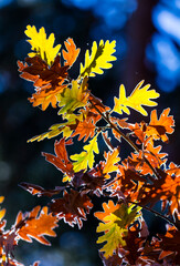 Oak leaves in autumn, Parque Natural 'Laguna Negra y Circos Glaciares de Urbión', Soria province, Castilla y Leon, Spain, Europe