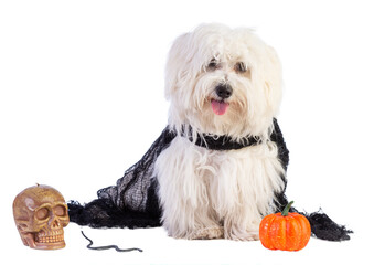 chihuahua to Halloween on white background