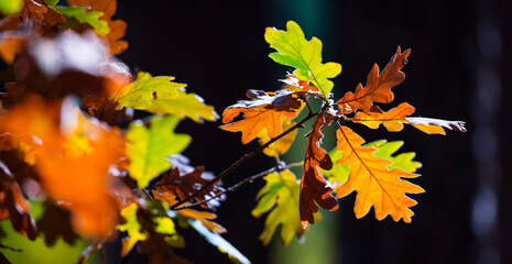 Oak leaves in autumn, Parque Natural 'Laguna Negra y Circos Glaciares de Urbión', Soria province, Castilla y Leon, Spain, Europe