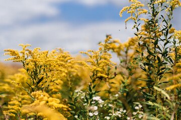 field of yellow goldenrods in bloom