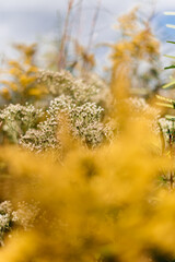 Fototapeta premium field of goldenrods