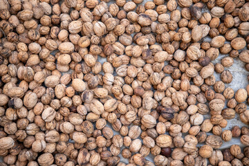 Organic fresh walnuts with shells laid on the floor to dry