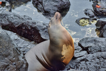 Leon marino de las islas Galapagos en Ecuador