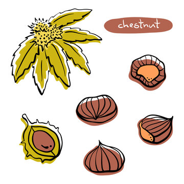 Chestnuts: fruits, leaves, shells. Hand drawn colorful line sketch isolated on white background. Vector illustration