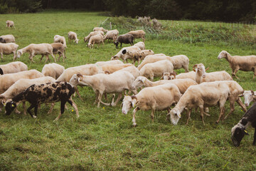 Obraz premium Flock of sheep on pasture. Herd of colorful sheep and lambs. Shaved sheep. Farmland background. Grazing muttons. Livestock concept. Cattle farm in France. Domestic ewes in the meadow.