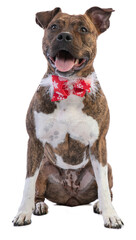 American staffordshire terrier at Christmas