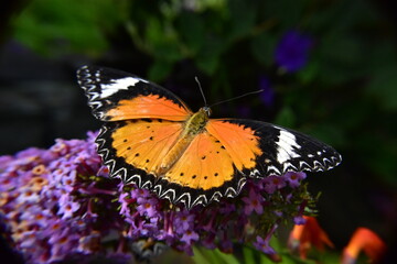 Butterfly on flower