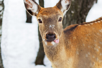 Spotted deer walk in the snow. Mammals, hoofed animals. Winter, sunny day, good weather. Close up shot.