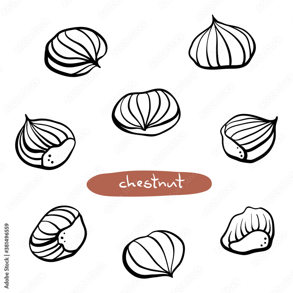 Wall mural Chestnuts. Hand drawn black line sketch isolated on white background. Vector illustration