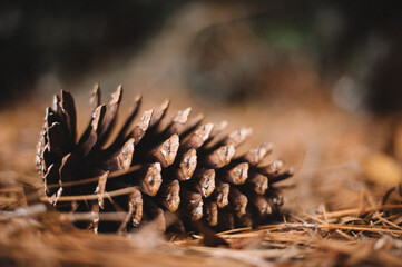 close up of pine cone
