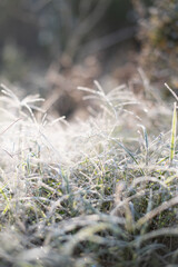 grass in the snow and frost