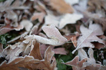 frost on the leaves