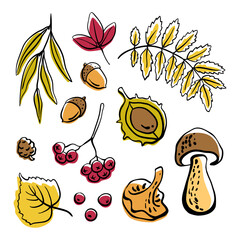 Autumn forest elements collection: mushrooms, berries, acorns, leaves and chestnut. Hand drawn colorful sketch isolated on white background. Vector illustration