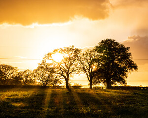 Fototapeta premium light rays from a setting sun shining through the branches of trees