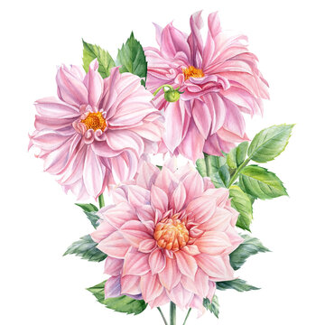 Bouquet of flowers, pink dahlias on an isolated white background, watercolor botanical painting