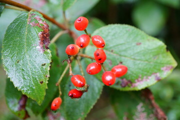 Red wild berries in forest in autumn