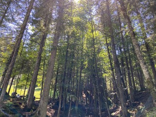 sunlight in the forest