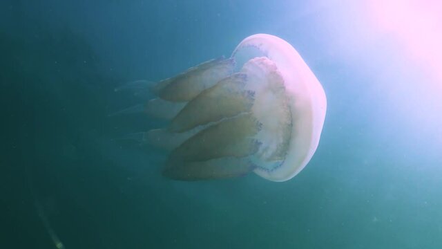 Floating in the thickness of the water in the Black Sea (Rhizostoma pulmo), commonly known as the barrel jellyfish, frilly-mouthed jellyfish)