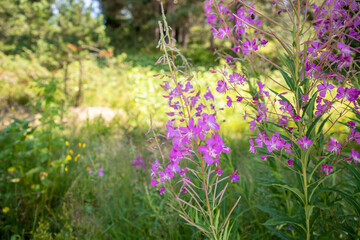 Willow herb pink Epilobium flowers of fireweed (Epilobium or Chamerion angustifolium) in bloom ivan tea. Flowering willow herb or blooming sally. Wild medicinal herbal tea of willow plant or Epilobium