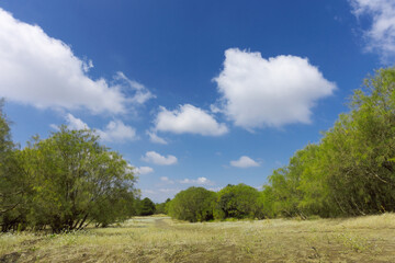 Landscape Of Broom Trees In A Clearing Of Etna Park Below Cumulus Clouds, Natural Landmark Of Sicily Tourism