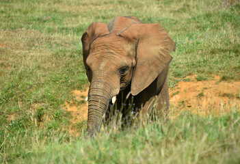 Fototapeta na wymiar un enorme elefante en un safari