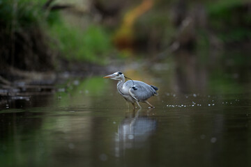 Grey heron hunting on the river. Heron fishing during the day. European wildlife nature. Bohemia nature.