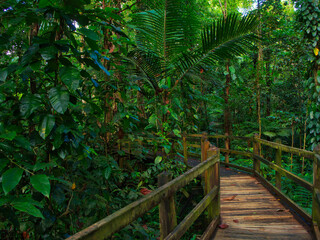 OLYMPUS DIGITAL CAMERA
Balade dans la foret humide et tropicale de la Guadeloupe  sur un sentier...