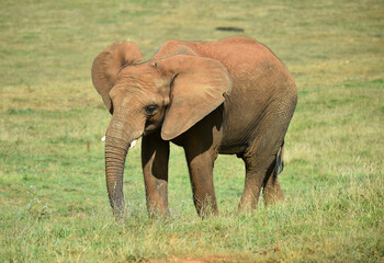 Fototapeta na wymiar un enorme elefante en un safari