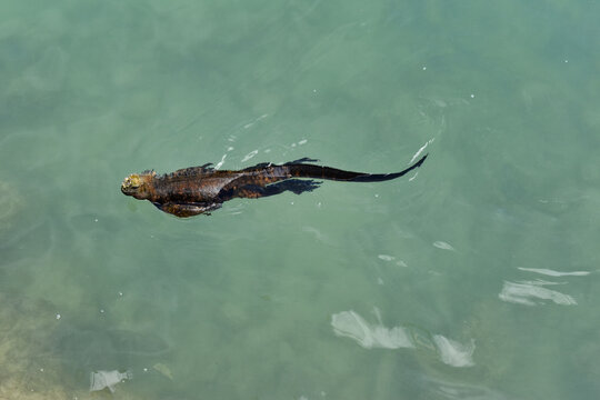 iguana marina de las islas galapagos