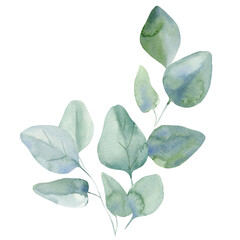 Flora design, bouquet of leaves eucalyptus on isolated white background, watercolor illustration 