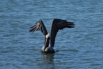 pelican taking off